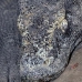 dragon_komodo_lbrs_rinca_v_0110_kom1784.jpg